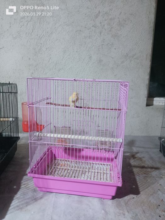 Продается канарейка