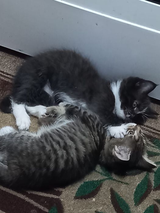 Отдам котят в хорошие руки