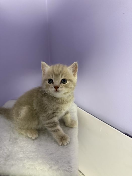 Котенок девочка чистая британка