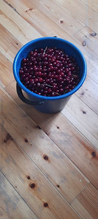 Продаётся вишня спелая
