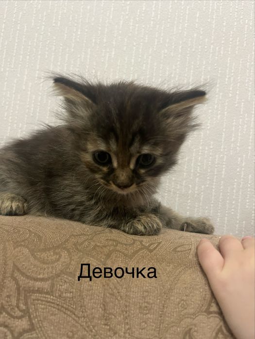 Отдадим котят в добрые руки