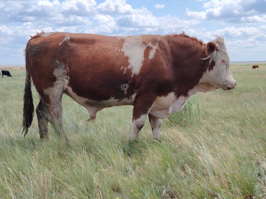 Продаются тёлки в упитанном состоянии.