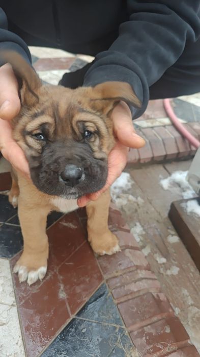 Щенки две девочки и два мальчика