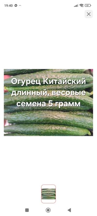 Продам рассаду огурцов доставка