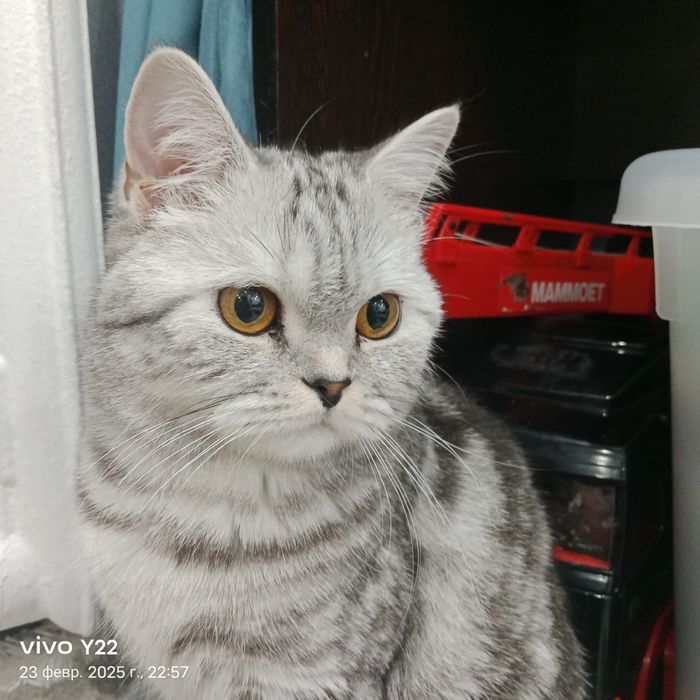 Продам шотланскую кошку