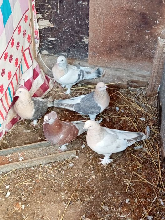 Голуби турецкая такла