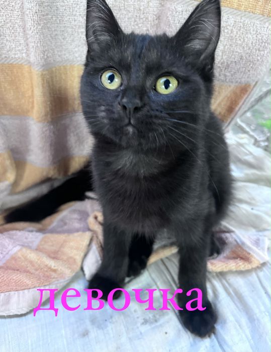 котята в добрые руки!