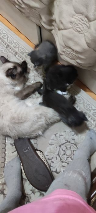 Котята полукровки