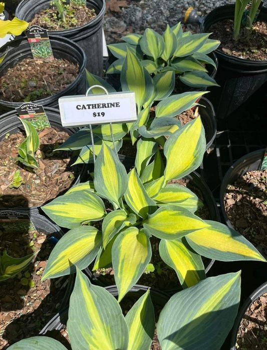 Хосты и другие многолетники