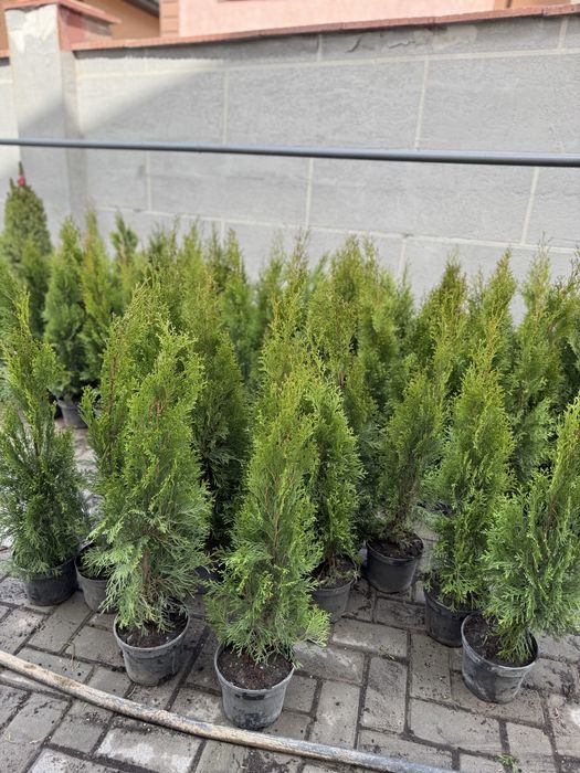 Туя смарагд оптом