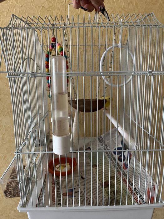 Домашняя канарейка