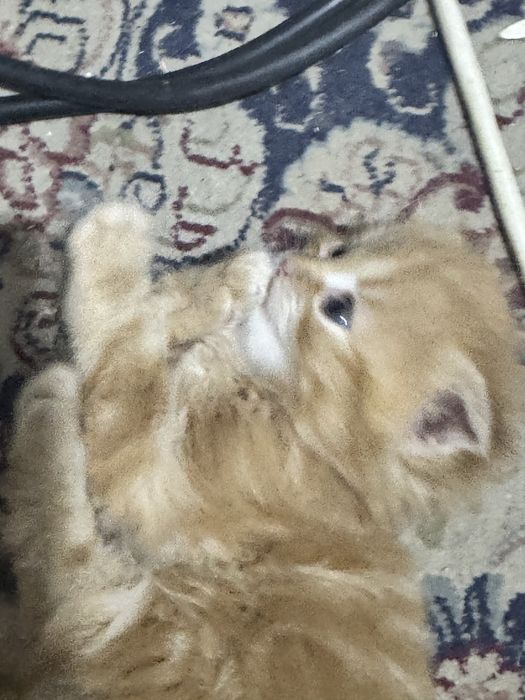 Шотландские вислоухие котята