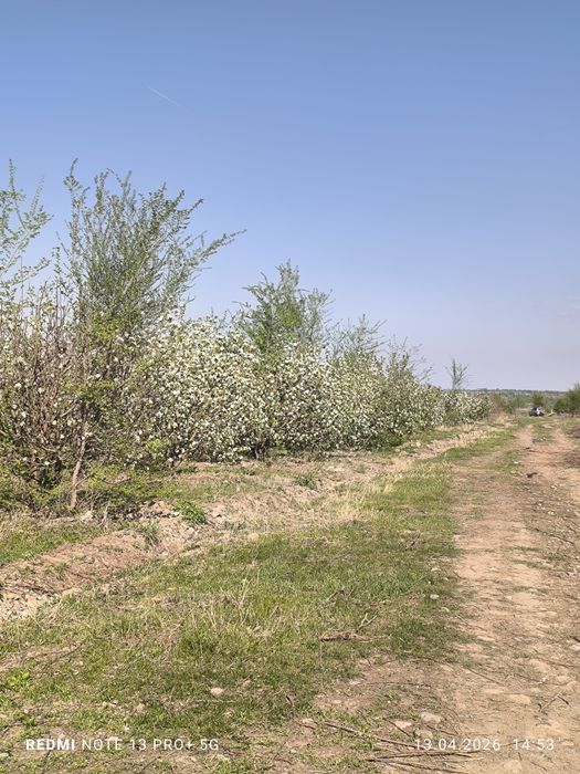 Продам сад 10 га