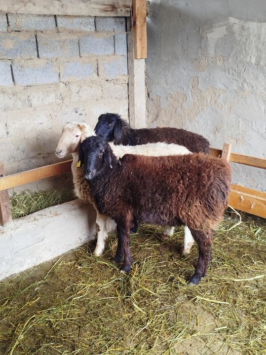 Қой сатылады Тұсақ