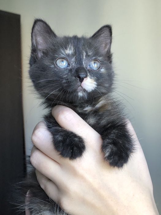 Котенок девочка около 2х месяцев