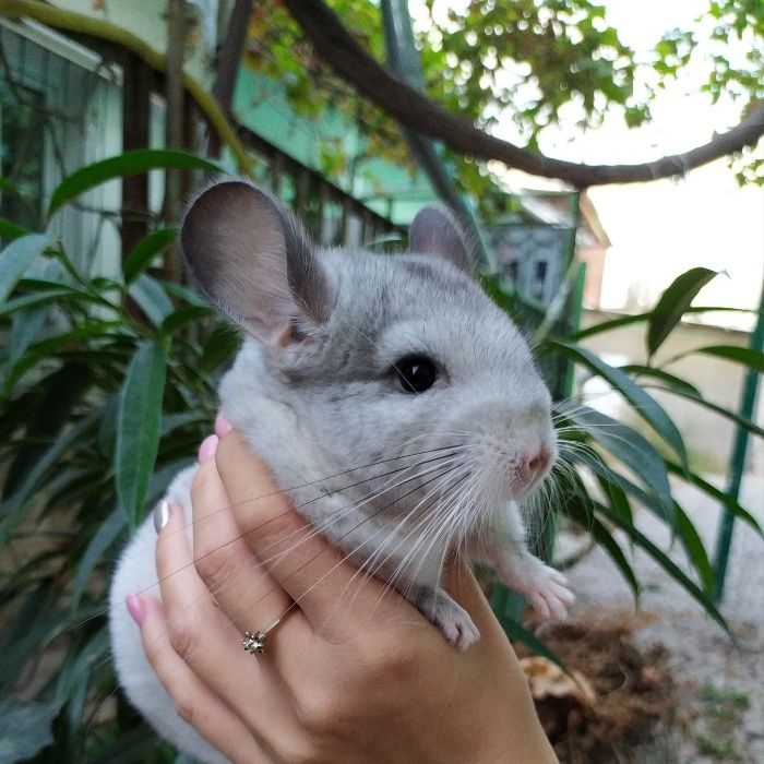 Шиншилла в Ташкенте