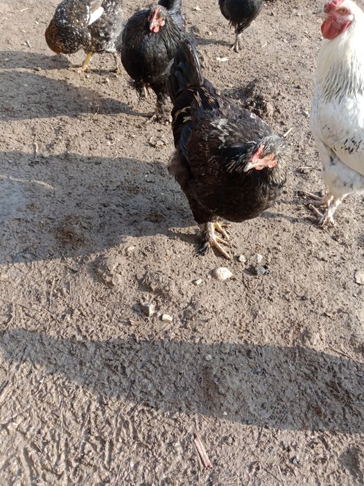 Zotli baquvvat va chiroyli Dakan Brama Qora Shahzoda sotiladi