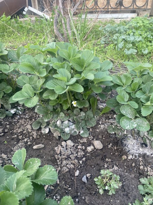 Клубника, саженцы