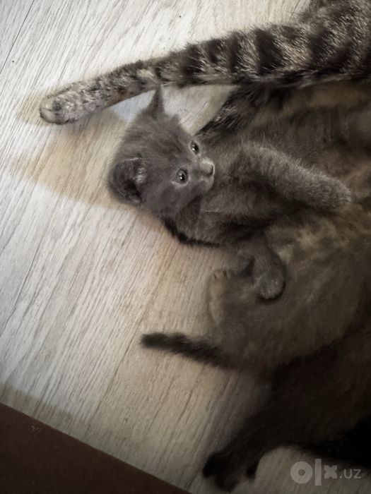 Отдам котят в добрые и заботливые руки