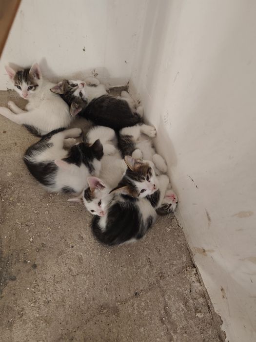 Срочно отдам даром котят