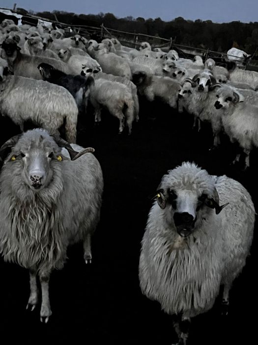 Vând oi și capre productive si tinere