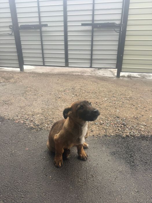 Отдам бесплатно щенка