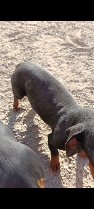 Продам собак порода такса