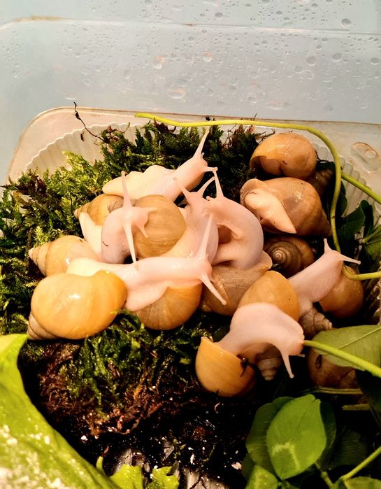 Улитки ахатины родация альбино