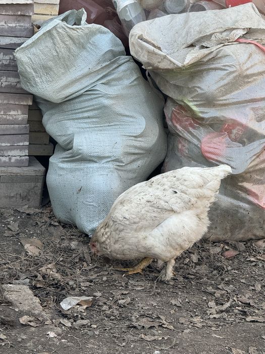 Продам курей и петушков