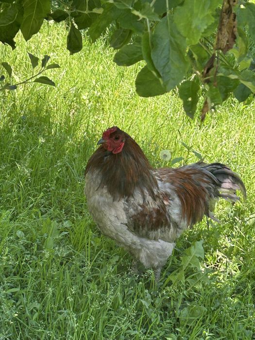 Vand gaini metis ,araucana,ameraucana ,wyandotte argintiu