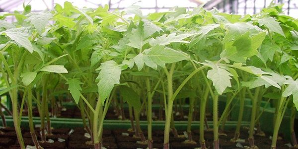 Помидор,баклажан,балагрский,перец