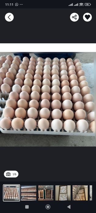 Выведу ваше инкубационное яйцо 50/50