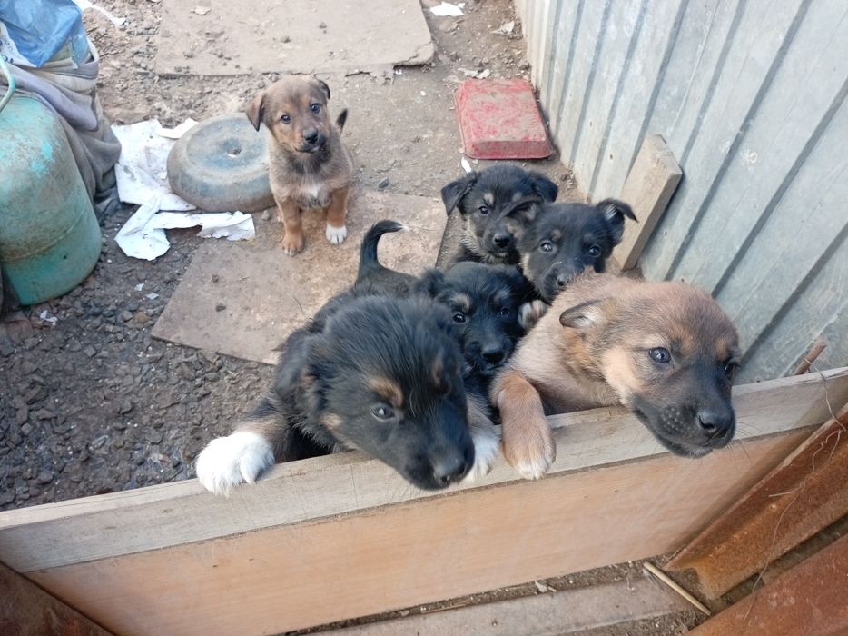 Бесплатно щинки девочки и мальчики