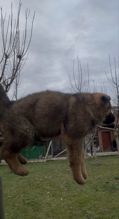 Чистокръвни Немски Овчарки