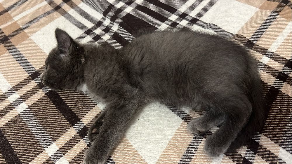 Отдам кошечку бесплатно