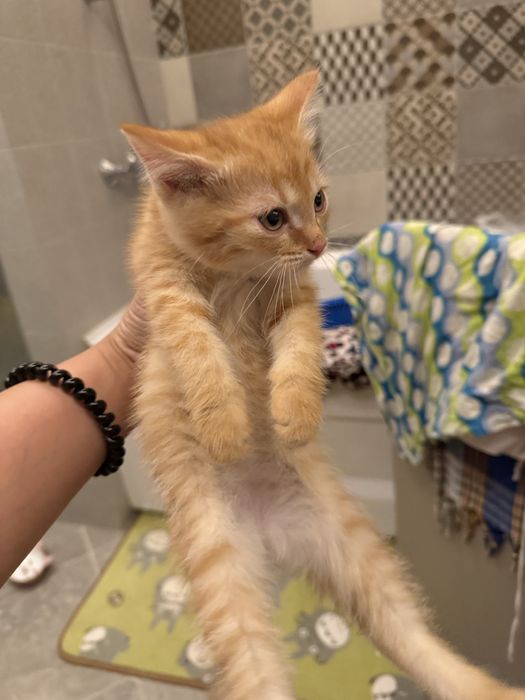 Отдам котенка в доьрые руки