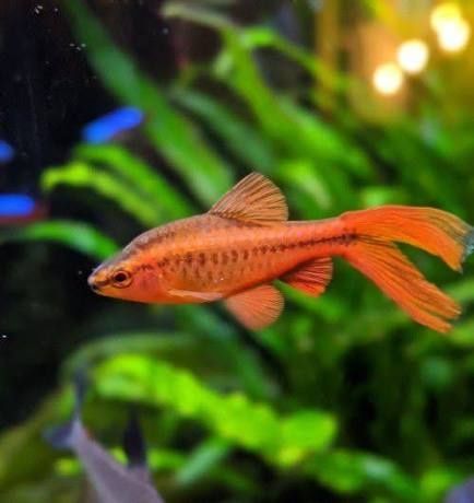 Вишневый барбус вуалевый