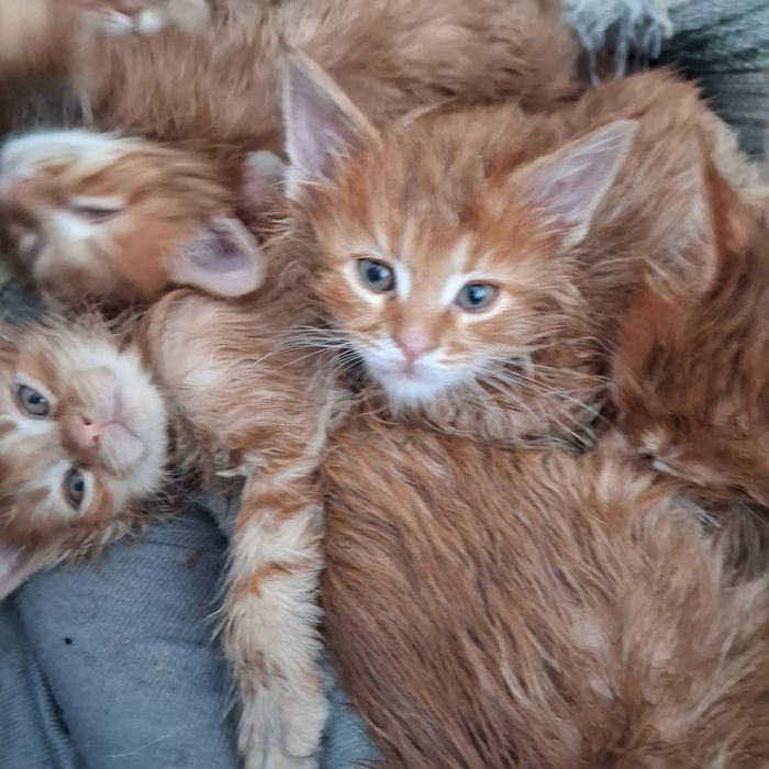 Мейн кун продажа