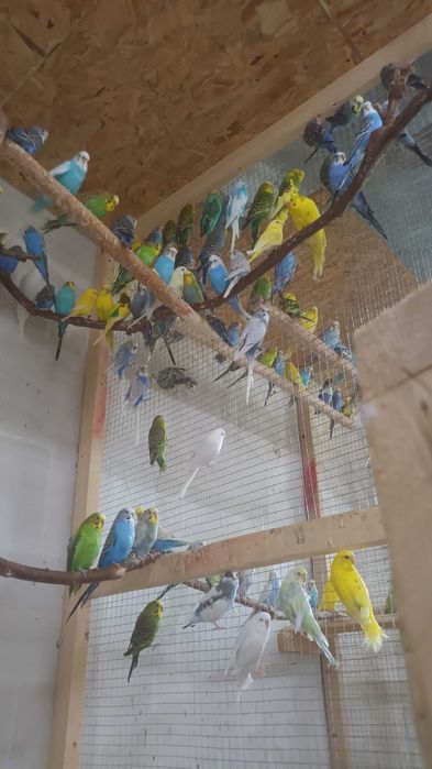 Perusi en-gros sau la bucata