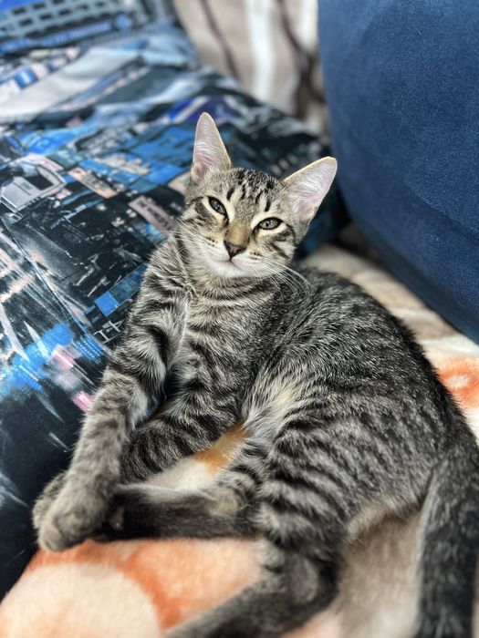 Отдам  котенка, мальчика, в добрую и надежную семью