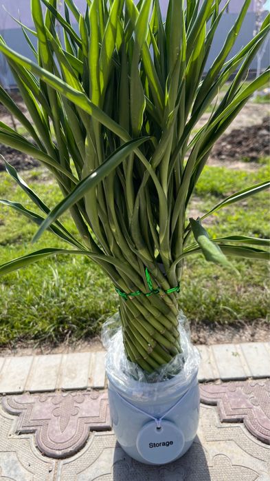 Комнатные цветы, бөлме гүлдері