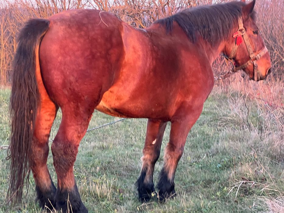 Vand armasar in varsta de 7 ani