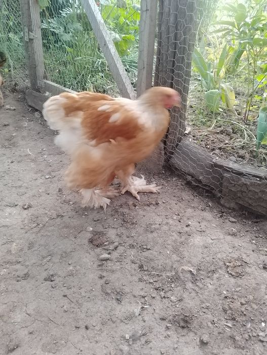 Puii Brahma , Moțată olandeză, și puii de găină de casă.