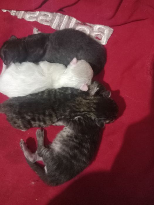 Котята отдам даром