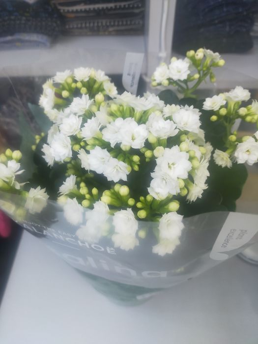 Продам цветок каланхоэ