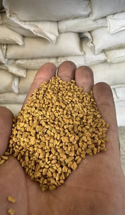 Chia, xelba, zigir, OPTOM