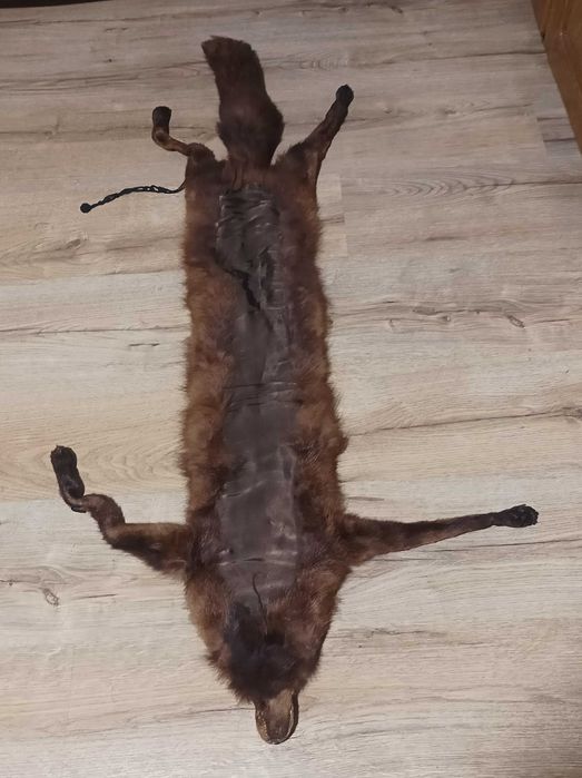 Guler de blana vulpe nordica