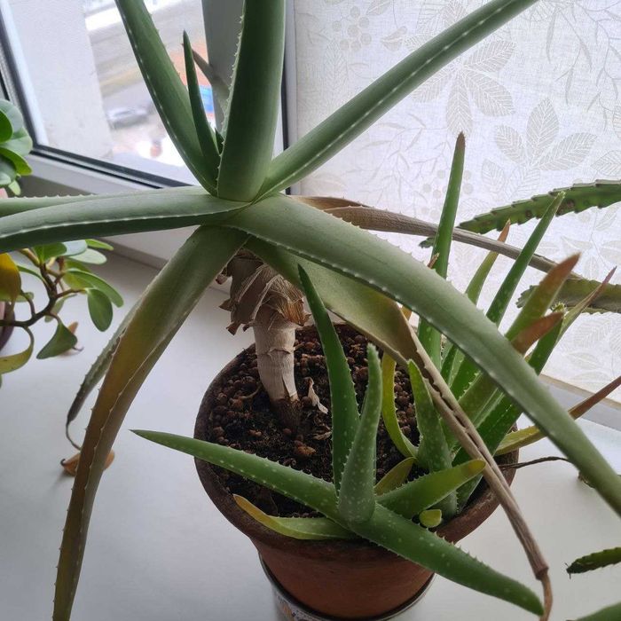 Алое листья, отростки