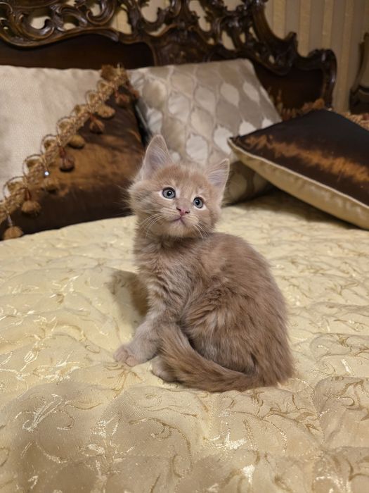 Мейн куун котета