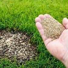 Семена газона Быстрорастущие